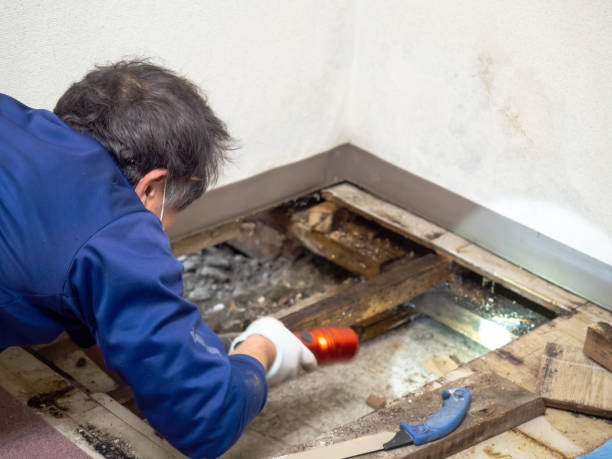 Best Mold Removal Near Me  in Derby, KS