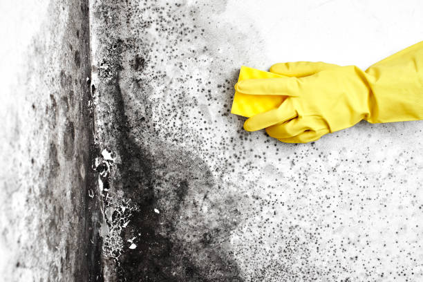Best Best Mold Removal Companies  in Derby, KS