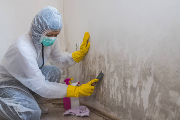 Best Mold Removal Company Near Me  in Derby, KS