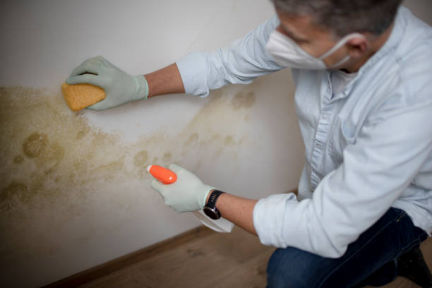 Best Same-Day Mold Removal  in Derby, KS