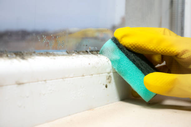 Best Residential Mold Removal  in Derby, KS