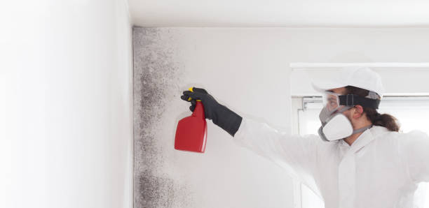 Best Professional Mold Removal  in Derby, KS