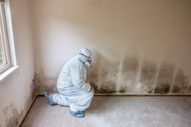Best Local Mold Removal Service  in Derby, KS