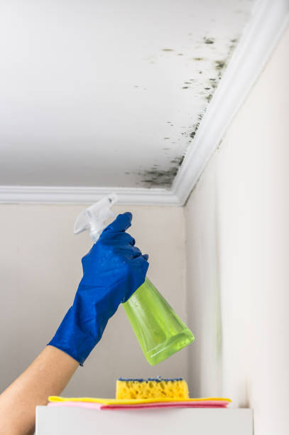 Best Affordable Mold Removal  in Derby, KS