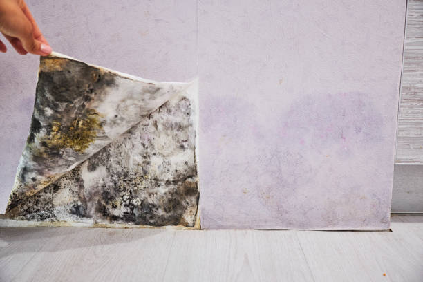 Best Home Mold Removal  in Derby, KS